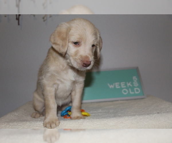 Medium Photo #4 Labradoodle Puppy For Sale in CELEBRATION, FL, USA