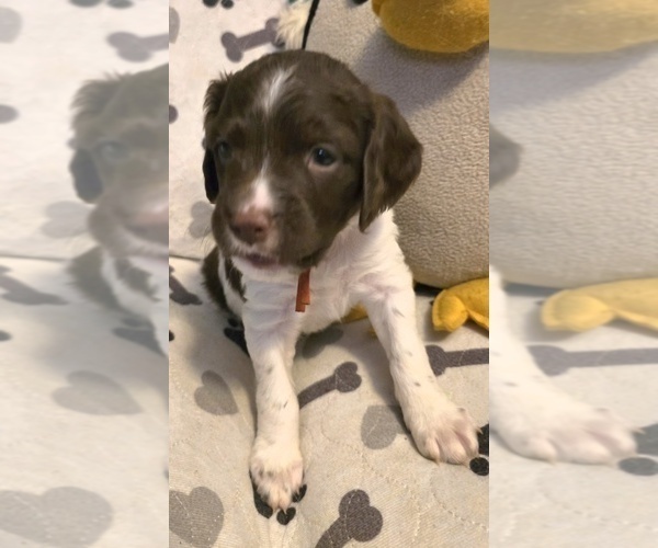 Medium Photo #5 Brittany Puppy For Sale in MOHAWK, NY, USA
