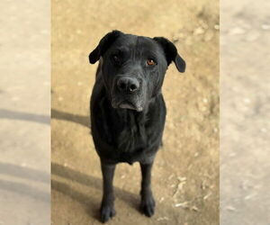 Labrador Retriever-Unknown Mix Dogs for adoption in Riverside, CA, USA