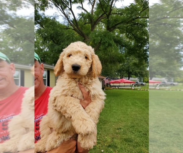 Medium Photo #1 Goldendoodle Puppy For Sale in AUBURN, IN, USA