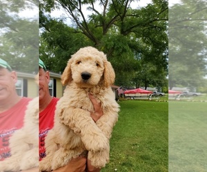 Goldendoodle Puppy for Sale in AUBURN, Indiana USA
