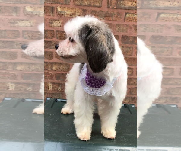 Medium Photo #2 Havanese-Unknown Mix Puppy For Sale in Lincolnwood, IL, USA