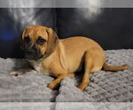 Small #1 Puggle