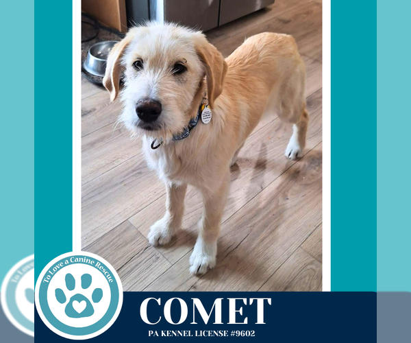 Medium Photo #1 Labrenees Puppy For Sale in Kimberton, PA, USA