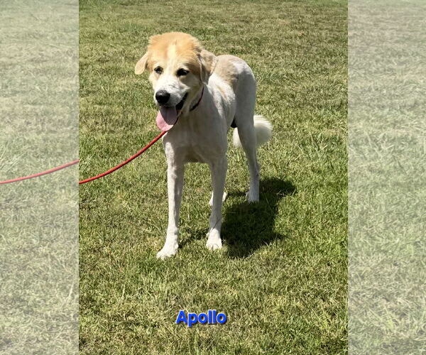 Medium Photo #1 Great Pyrenees-Unknown Mix Puppy For Sale in Croydon, NH, USA
