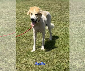 Great Pyrenees-Unknown Mix Dogs for adoption in Croydon, NH, USA