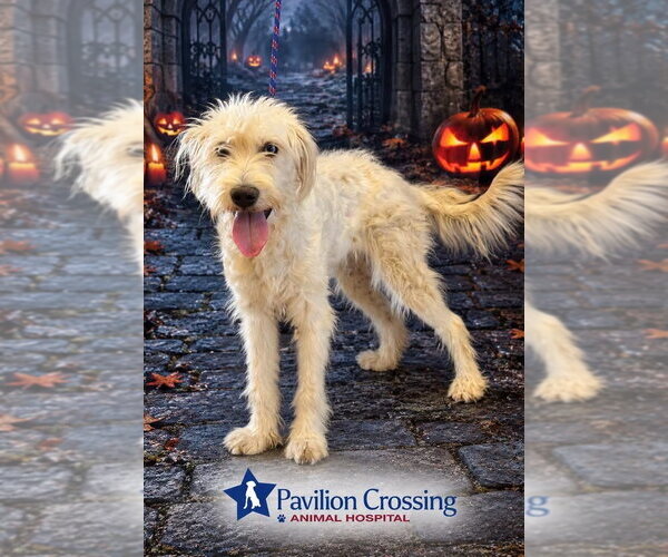 Medium Photo #1 Goldendoodle Puppy For Sale in Valrico, FL, USA