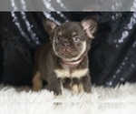 Small #4 French Bulldog