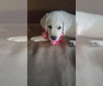 Small #17 Labrador Retriever