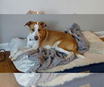 Small #2 Mutt