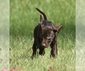 Franzi - Female Chocolate Labrador retriever-Pointer Mix Dog for Adoption - Photo #7