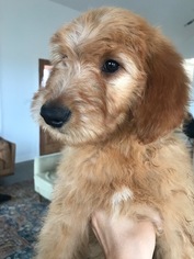 Goldendoodle Puppy for sale in CANYON, TX, USA