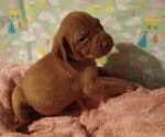 Small Photo #8 Vizsla Puppy For Sale in SYLVA, NC, USA