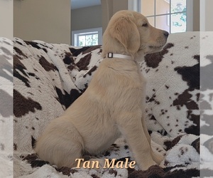 Golden Retriever Litter for sale in CRAWFORDVILLE, FL, USA