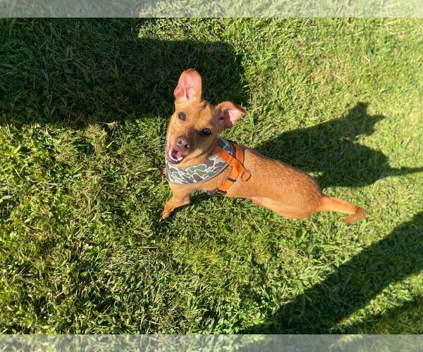 Medium Photo #1  Puppy For Sale in , 