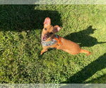 Small Photo #1  Puppy For Sale in , 