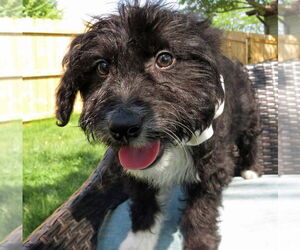 Australian Retriever Dogs for adoption in Grovertown, IN, USA