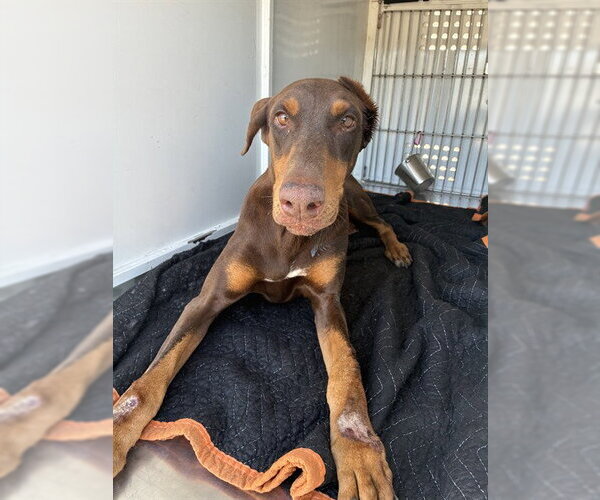 Medium Photo #1 Doberman Pinscher Puppy For Sale in Stockton, CA, USA