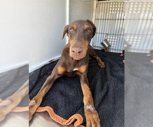 Doberman Pinscher Dogs for adoption in Stockton, CA, USA