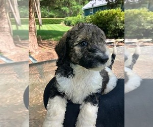 Poodle (Standard) Puppy for sale in VIRGINIA BEACH, VA, USA