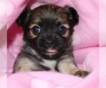 Small #2 Chihuahua