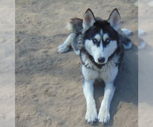 Dottie - Female Siberian Husky-Unknown Mix Dog for Adoption - Photo #6