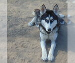 Small Photo #6 Siberian Husky-Unknown Mix Puppy For Sale in Pacific grove , CA, USA