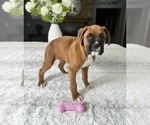 Small Photo #3 Boxer Puppy For Sale in GREENFIELD, IN, USA