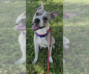 American Staffordshire Terrier Dogs for adoption in Fort Lauderdale, FL, USA