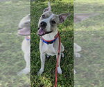 Small American Staffordshire Terrier
