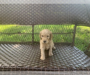 Goldendoodle Puppy for Sale in JACKSONVILLE, Florida USA