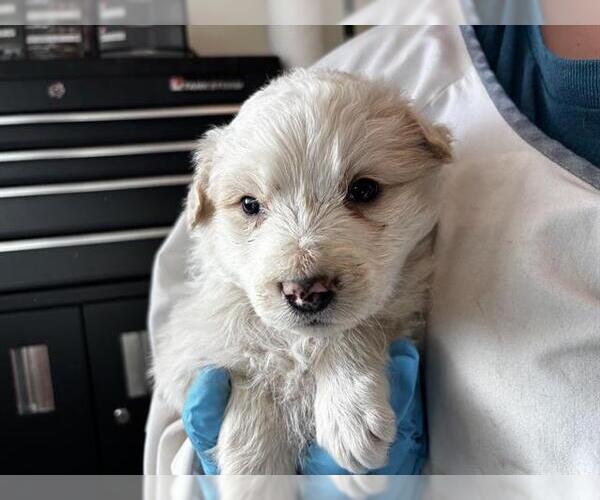 Medium Photo #1 Labrenees Puppy For Sale in Pueblo, CO, USA