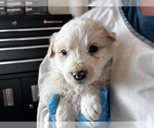 Labrenees Dogs for adoption in Pueblo, CO, USA