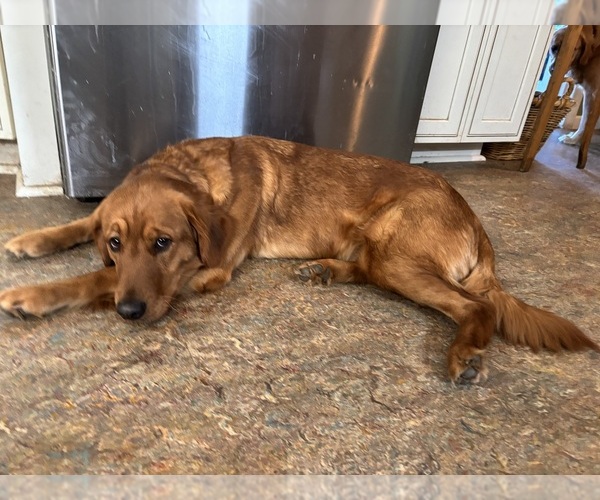 Medium Photo #1 Golden Retriever Puppy For Sale in NASHVILLE, TN, USA