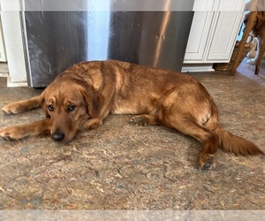 Mother of the Golden Retriever puppies born on 03/03/2026