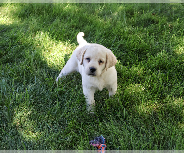Medium Photo #5 Labrador Retriever Puppy For Sale in SYRACUSE, IN, USA
