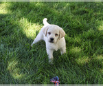 Small #4 Labrador Retriever
