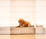 Small #3 Poodle (Miniature)