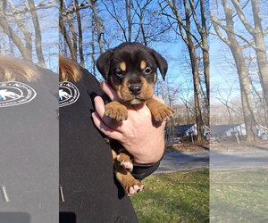 American Pit Bull Terrier-Bernese Mountain Dog Mix Dogs for adoption in Rockaway, NJ, USA