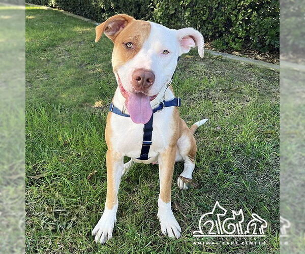 Medium Photo #1 Mutt Puppy For Sale in Irvine, CA, USA