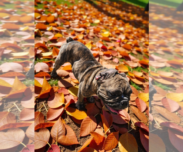 Medium Photo #4 French Bulldog Puppy For Sale in McKinney, TX, USA