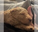 Puppy Finn Goldendoodle