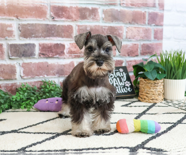Medium Photo #7 Schnauzer (Miniature) Puppy For Sale in SYRACUSE, IN, USA