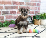 Small #6 Schnauzer (Miniature)
