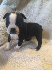 Boston Terrier Puppy for sale in ALBANY, MO, USA