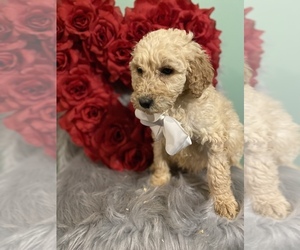 Goldendoodle-Poodle (Standard) Mix Puppy for sale in BEECH GROVE, IN, USA