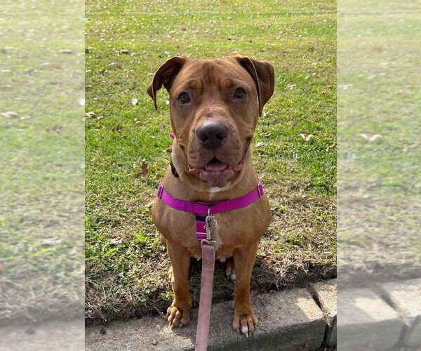 Medium Photo #5 American Staffordshire Terrier Puppy For Sale in Lawrenceville, NJ, USA