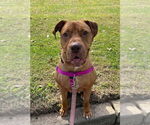 Small #4 American Staffordshire Terrier