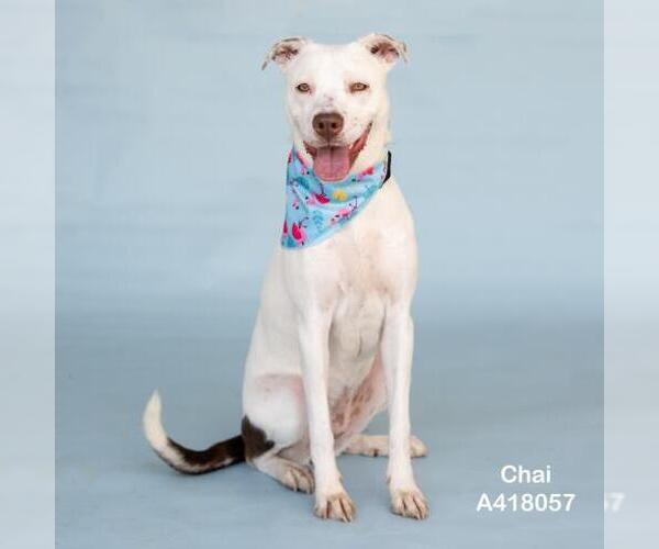 Medium Photo #1 Lab-Pointer Puppy For Sale in Conroe, TX, USA