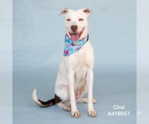 Lab-Pointer Dogs for adoption in Conroe, TX, USA